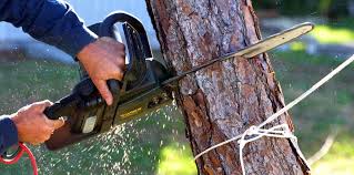Best Tree and Shrub Care  in Thorofare, NJ