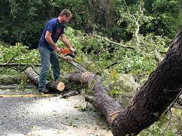 Best Tree Removal  in Thorofare, NJ