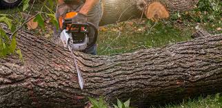 Best Lawn Edging  in Thorofare, NJ