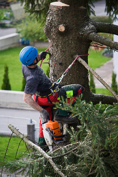 Best Tree Cabling and Bracing  in Thorofare, NJ