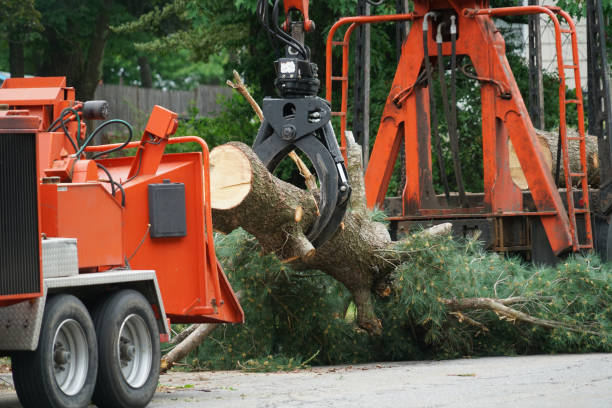 Best Lawn Drainage Solutions  in Thorofare, NJ