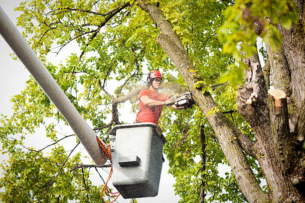 Best Tree Maintenance Programs  in Thorofare, NJ