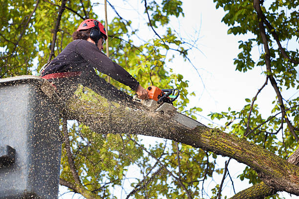 How Our Tree Care Process Works  in  Thorofare, NJ